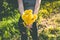 Closeup bouquet of yellow dandelions in womans hands