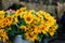 Closeup of the bouquets of yellow blossomed coneflowers in the steel bucket