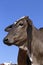 Closeup of bovine head under blue sky in background