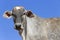 Closeup of bovine head under blue sky in background