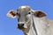 Closeup of bovine head under blue sky in background