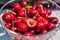 Closeup of bowl of wet red plump juicy cherries