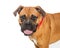 Closeup Boxer Crossbreed Dog Looking Forward