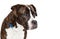 Closeup Boxer Crossbreed Dog Looking Side