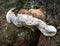 Closeup of a bracket fungi on a tree trunk