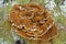Closeup of bracket mushroom growing on a tree