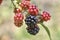 Closeup of a bramble bush