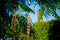 Closeup of branch of Albizia julibrissin Persian Silk Tree or Mimosa with leaves and seed pods against blue sky