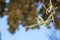 Closeup branch of beautiful olive tree showing fruits and leaves with green tree bokeh and blue sky background on sunshine day