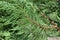 Closeup of Branch of Conifer Tree
