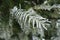 Closeup of branch of European yew covered with hoar frost in mid January