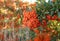 Closeup of a branch of fire hawthorn or pyracantha in a garden