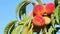 Closeup of branch with fresh ripe peaches and leaves on the tree. Blue sky as background. Sunny windy day.