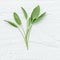 Closeup branch fresh sage leaves on white wooden background . Alternative medicine fresh salvia officinalis with flat lay