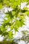 Closeup of a branch of green backlit maple leafs