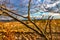 Closeup on branch with lichen with fields and cloud on backgrond