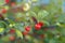 Closeup the branch Nanking cherry with red fruits