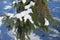 Closeup of branch of Picea abies covered with snow in February