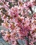 Closeup of a Branch of Pink Cherry Blossoms