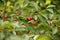 Closeup branch of sweet cherries merry on green background