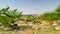 closeup of a branch of thorny bush or wild plant view from mountain