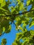 Closeup of branche of leafy tree with background of clear blue sky on summer day