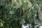 Closeup of branches of Cedar pine Armanda, Chinese white (Pinus armandii) tree