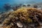 Closeup of branching coral formations and giant clams in Palau reefs