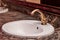 Closeup of a brass faucet with hot and cold handles on a white lavatory sink in a restroom