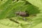 Closeup on a brassy colored half-penny reed beetle, Donacia semicuprea