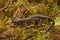 Closeup on a brassy colored juvenile o the Hokkaido salamander, Hynobius retradatus, sitting on green moss