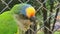 Closeup of Brazilian parrot in a zoo