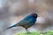 Closeup of Brewer\\\'s Blackbird (Euphagus cyanocephalus) at Esquimalt Lagoon, Victoria, BC Canada