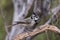 Closeup of a bridled titmouse perched on a branch