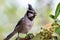 Closeup of a bridled titmouse perched on a tree branch