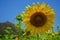 Closeup bright beautiful yellow sunflower showing natural pollen pattern, bee and colorful soft petal with blurred green field