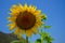 Closeup bright beautiful yellow sunflower showing natural pollen pattern and windy colorful soft petal with green leaves, mountain