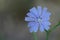 Closeup on the bright blue flower of the wild cichory , Cichorium intybus in the field