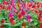 Closeup of bright cockscomb flowers