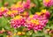 Closeup of bright, colorful Lantana flower clusters