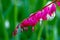 Closeup of Bright Fuchsia Colored Bleeding Heart Flowers