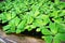 Closeup of bright green water hyacinth plants floating in an outdoor planter