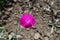 Closeup of bright magenta-colored flower of Silene coronaria in June