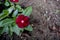 Closeup of bright maroon periwinkle flower plant with white center with mud sand background shrub bush Indian flower