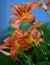 Closeup of bright orange Hemerocallis flowers, green leaves, fresh petals, protruding pistil, stamens heavy with pollen