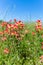 Closeup of Bright Orange Indian Paintbrush Wildflowers in Texas