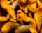 Closeup of bright orange omphalotus illudens or Jack O’Lantern mushroom