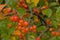Closeup of bright orange winterberries and green leafs, selective focus