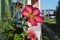 Closeup of bright petunia flower on the balcony on the background of town street