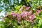Closeup of bright pink flowers of weigela in summer